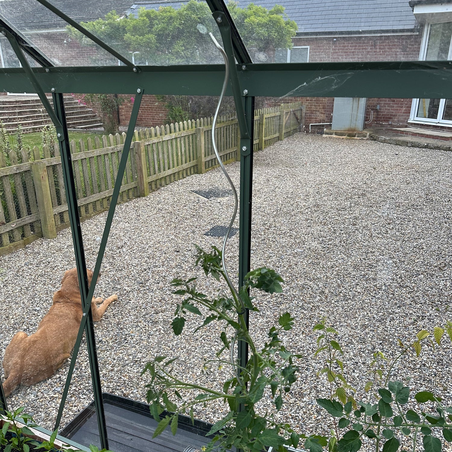 Woodside Climbing Tomato Plant Spiral Support Stakes, Galvanised Steel, Pack of 12