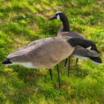 Nitehawk Sitting & Feeding Canada Goose Decoys Realistic Shooting/Hunting Geese