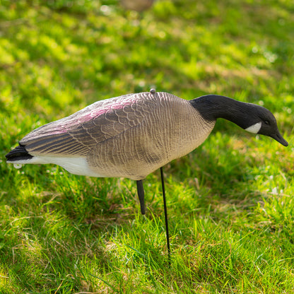 Nitehawk Sitting & Feeding Canada Goose Decoys Realistic Shooting/Hunting Geese