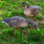 Nitehawk Sitting & Feeding Greylag Goose Decoys Realistic Shooting/Hunting Geese