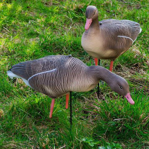 Nitehawk Sitting & Feeding Greylag Goose Decoys Realistic Shooting/Hunting Geese
