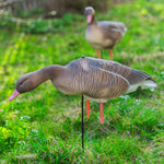 Nitehawk Sitting & Feeding Greylag Goose Decoys Realistic Shooting/Hunting Geese