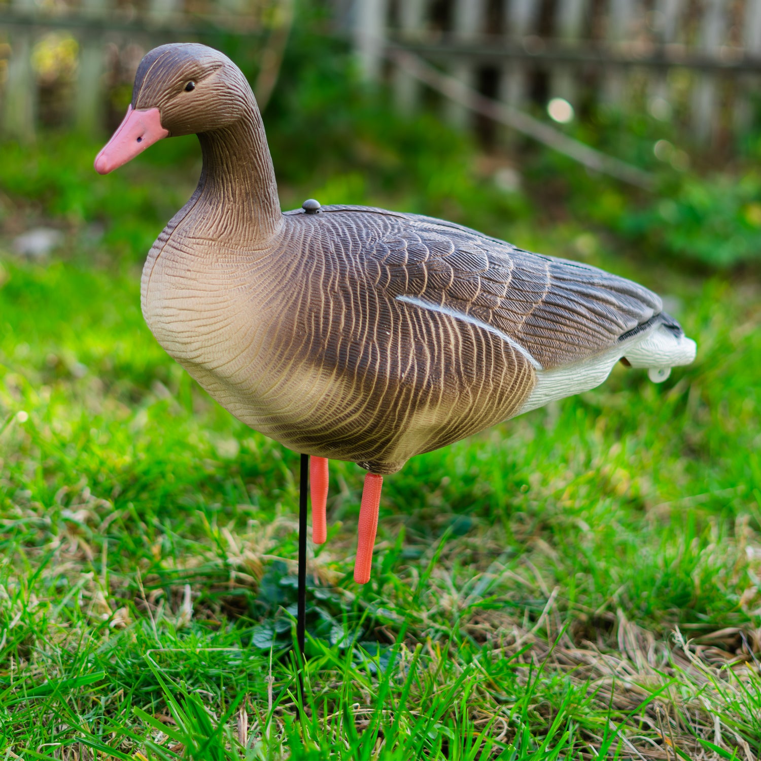 Nitehawk Sitting & Feeding Greylag Goose Decoys Realistic Shooting/Hunting Geese
