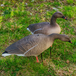 Nitehawk Sitting & Feeding Pink Footed Goose Decoys Realistic Shooting/Hunting Geese
