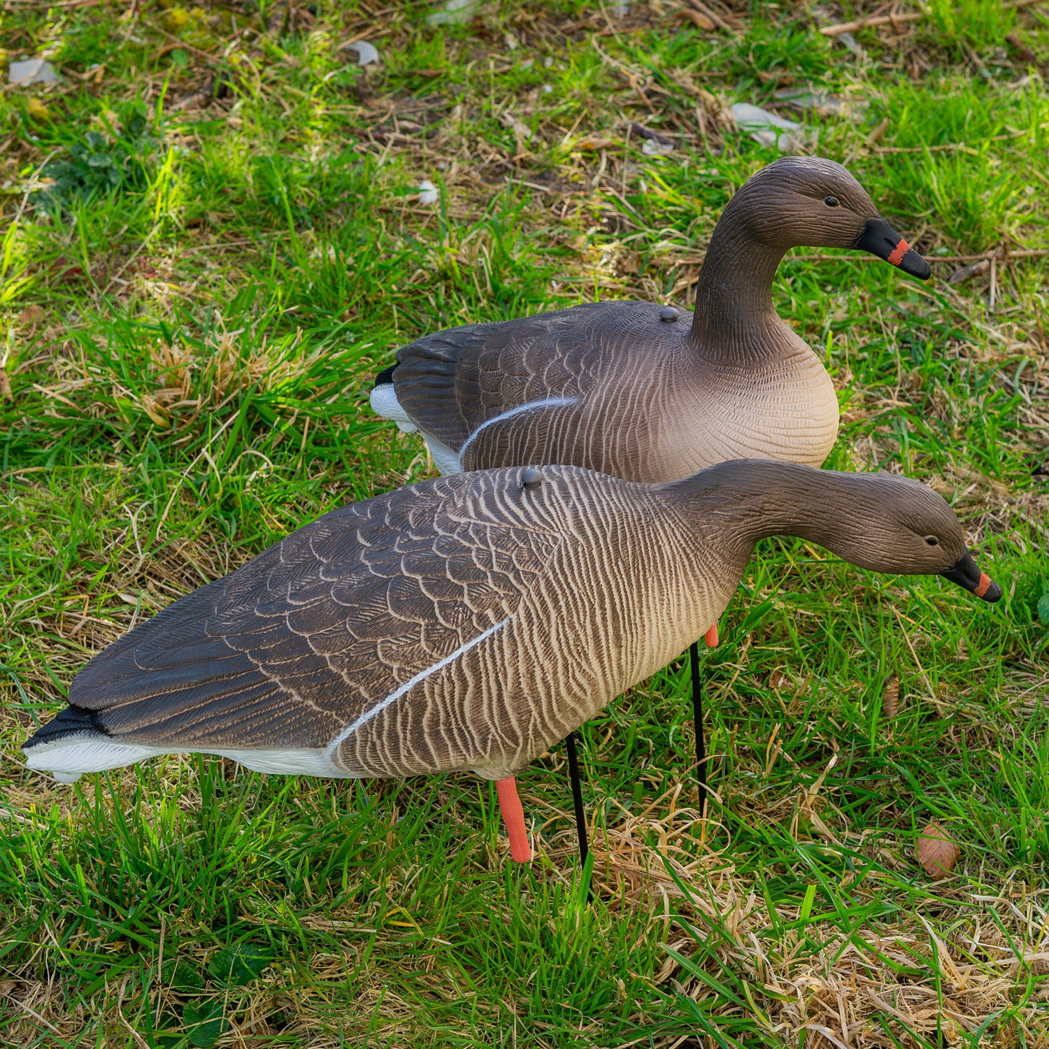 Nitehawk Sitting & Feeding Pink Footed Goose Decoys Realistic Shooting/Hunting Geese