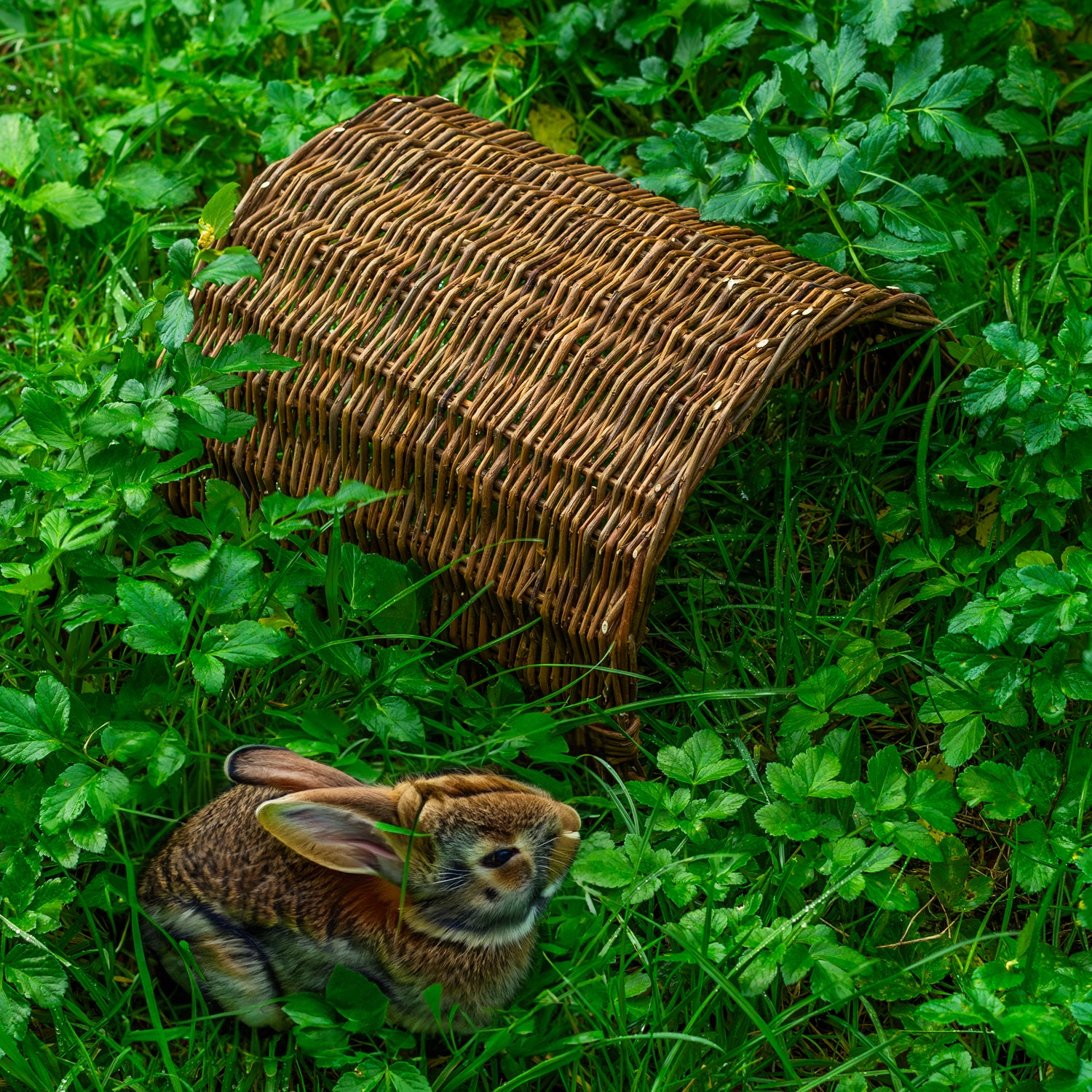 Woodside Rabbit/Guinea Pig Wicker Bridge, Wooden Pet Shelter for Small Animals