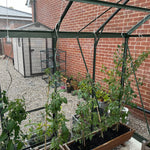 Woodside Climbing Tomato Plant Spiral Support Stakes, Galvanised Steel, Pack of 12