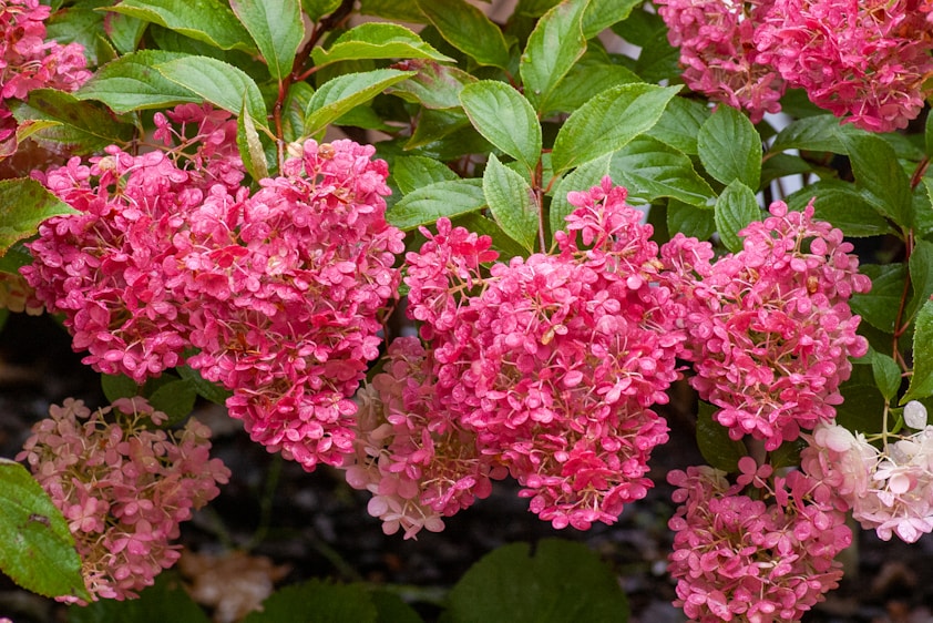 Low-Maintenance Plants for Busy Gardeners