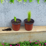 Woodside 200 Pack 10cm Plastic Seedling Pots – Garden Nursery, Flower & Plant Pots with Drainage Holes