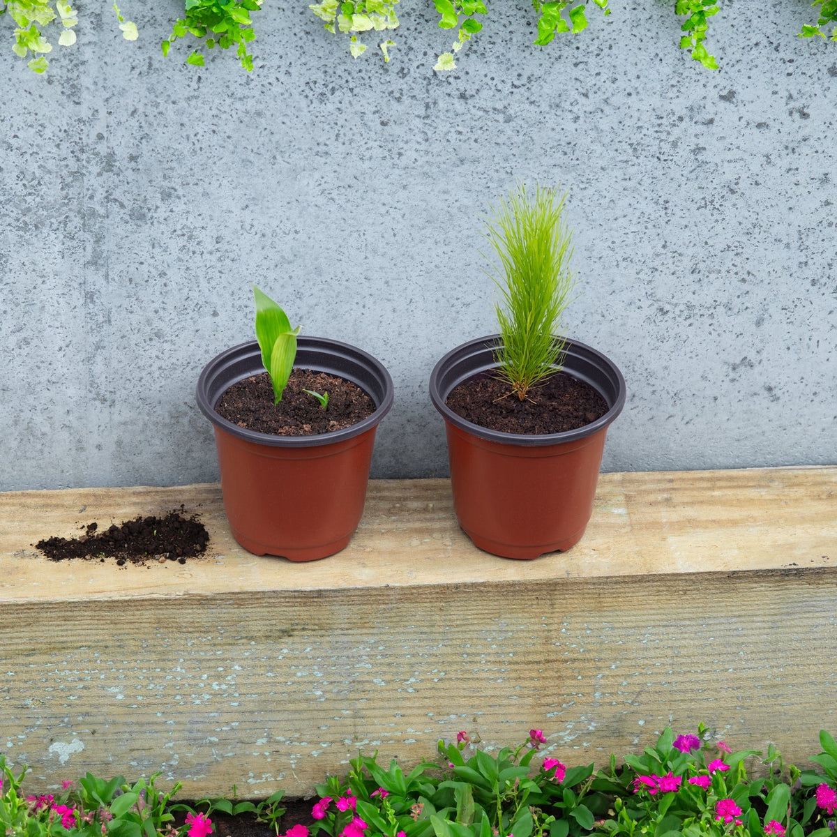 Woodside 200 Pack 10cm Plastic Seedling Pots – Garden Nursery, Flower & Plant Pots with Drainage Holes