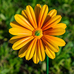 Woodside 12 Pack Yellow & Orange Ornamental Metal Daisy Stakes – 60cm Decorative Garden Border & Pathway Flowers