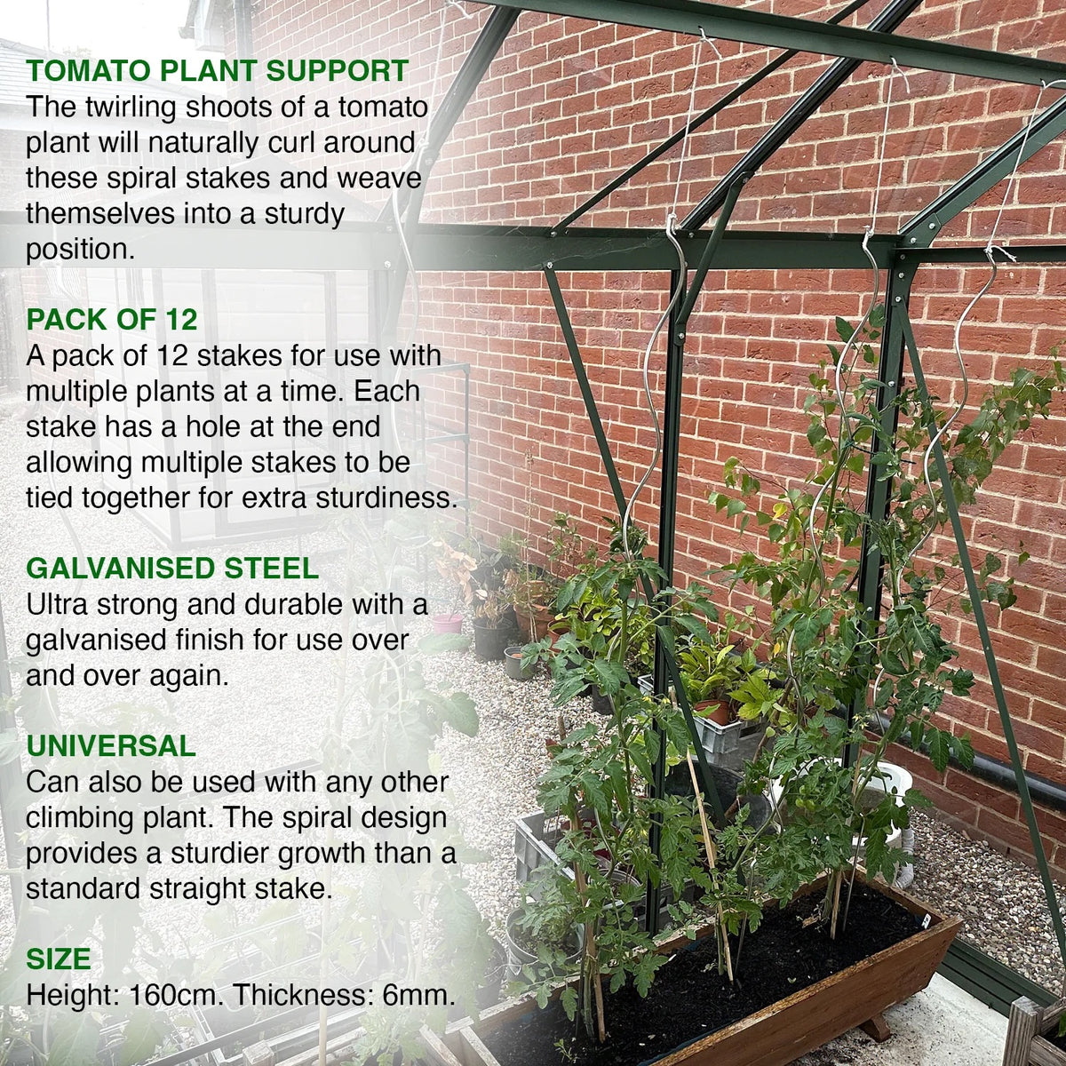 Woodside 24 Pack Climbing Tomato Plant Spiral Support Stakes – 160cm Galvanised Steel Garden Supports