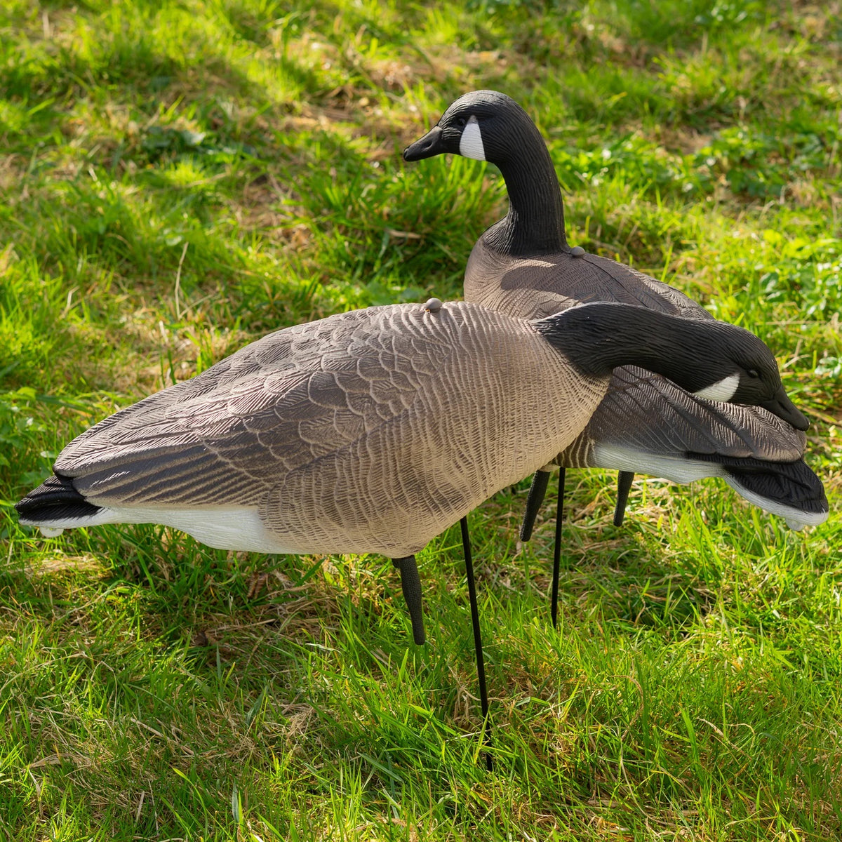 Nitehawk 6 Pack Large Canada Goose Decoys – Full Body Sitting & Feeding Geese with Stakes for Field Use