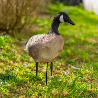 Nitehawk 6 Pack Large Canada Goose Decoys – Full Body Sitting & Feeding Geese with Stakes for Field Use