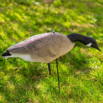 Nitehawk 4 Pack Large Canada Goose Decoys – Full Body Sitting & Feeding Geese with Stakes for Field Use