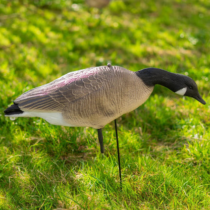 Nitehawk 4 Pack Large Canada Goose Decoys – Full Body Sitting & Feeding Geese with Stakes for Field Use