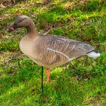 Nitehawk 4 Pack Pink Footed Goose Decoys – Sitting & Feeding Full Body Models with Ground Stakes