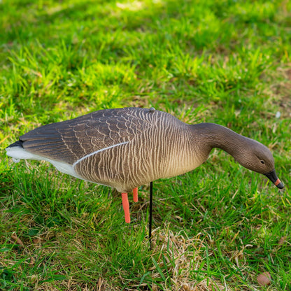 Nitehawk 4 Pack Pink Footed Goose Decoys – Sitting & Feeding Full Body Models with Ground Stakes