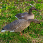 Nitehawk 4 Pack Pink Footed Goose Decoys – Sitting & Feeding Full Body Models with Ground Stakes