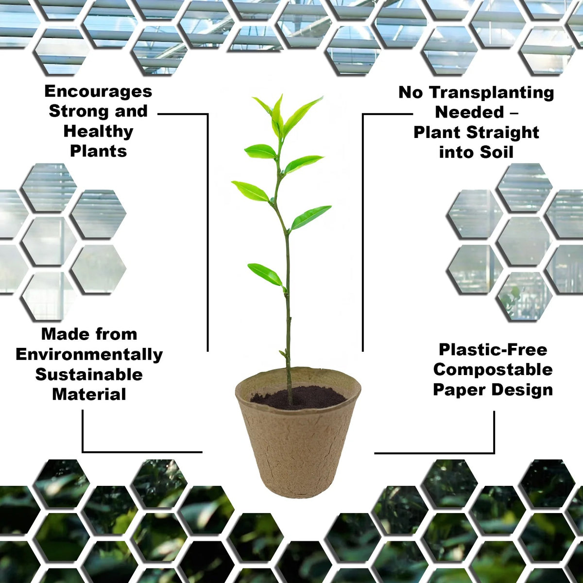 Woodside 320 Pack Compostable Plant Pots 8cm – Biodegradable Paper Seedling Pots for Eco-Friendly Garden Growing