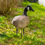 Nitehawk Sitting & Feeding Canada Goose Decoys Realistic Shooting/Hunting Geese