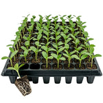 Woodside 60 Cell Root Trainer Seed Trays 12 Pack | Durable Reusable Seedling Growing & Propagation Trays