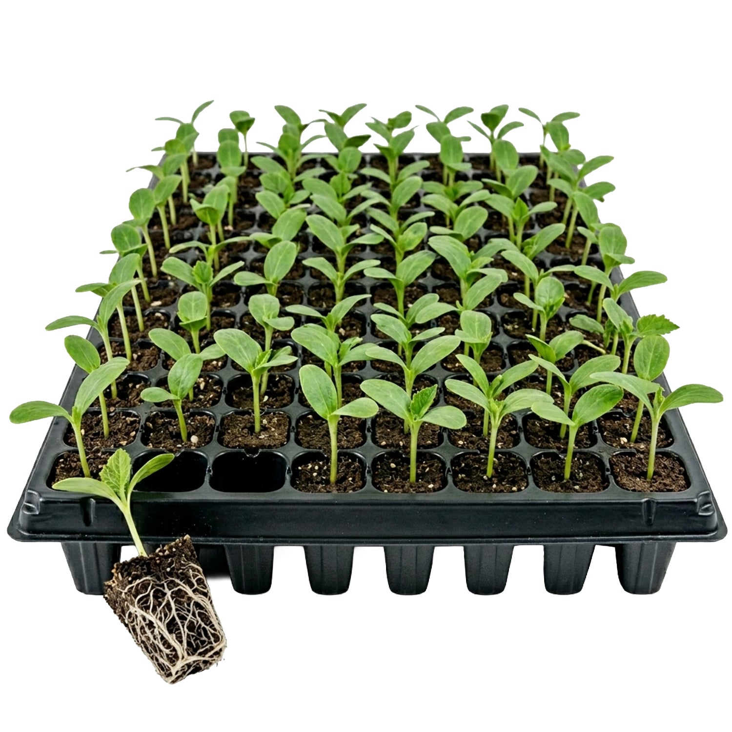Woodside 60 Cell Root Trainer Seed Trays 6 Pack | Durable Reusable Seedling Growing & Propagation Trays