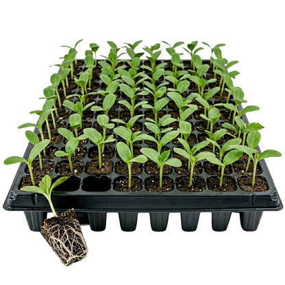 Woodside 60 Cell Root Trainer Seed Trays 6 Pack | Durable Reusable Seedling Growing & Propagation Trays