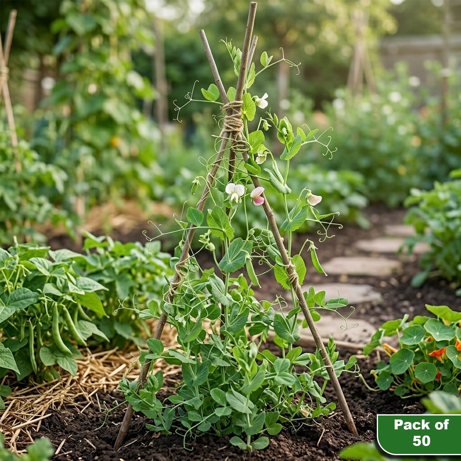 Woodside 90cm Willow Pea & Bean Support Sticks – Pack of 50 Natural Garden Plant Canes for Climbing Plants