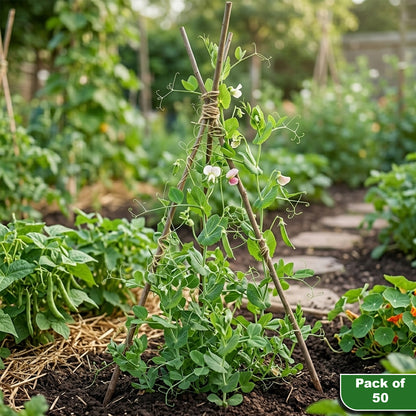 Woodside 90cm Willow Pea & Bean Support Sticks – Pack of 50 Natural Garden Plant Canes for Climbing Plants