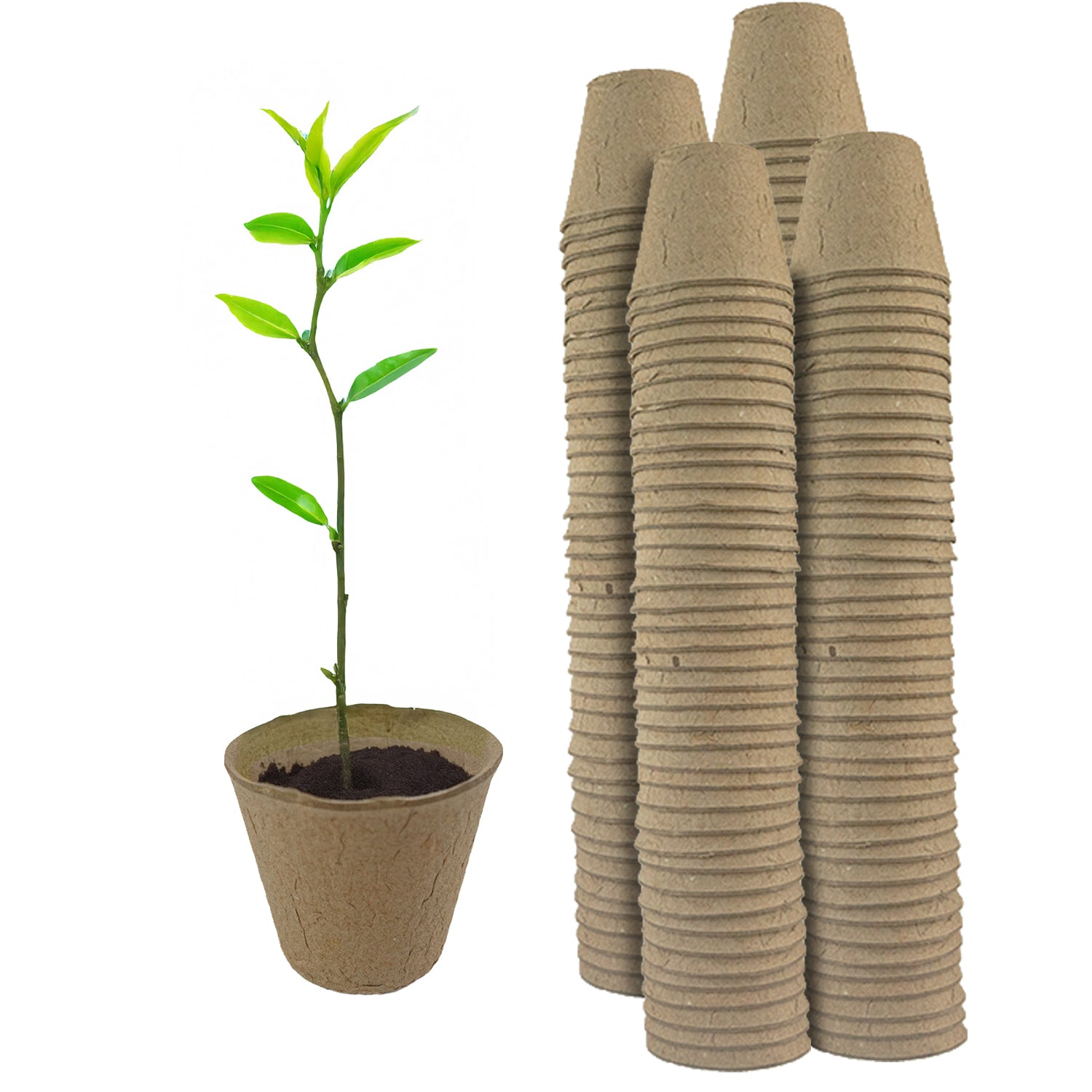 Woodside 160 Pack 6cm Compostable Paper Plant Pots – Eco Friendly Biodegradable Seedling Growing Pots